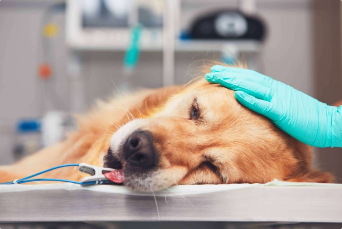 Clinique Veterinaire Du Saulnois Clinique Veterinaire Delme Chirurgie Generale