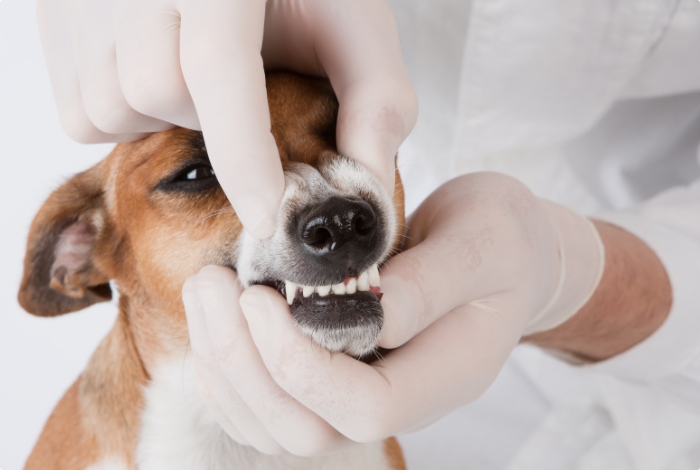 Clinique Veterinaire Du Saulnois Clinique Veterinaire Delme Dentisterie