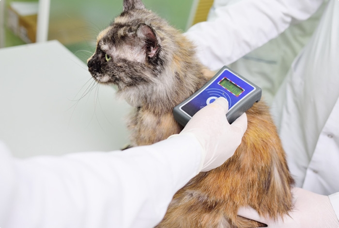 Clinique Veterinaire Du Saulnois Clinique Veterinaire Delme Medecine Preventive Identification